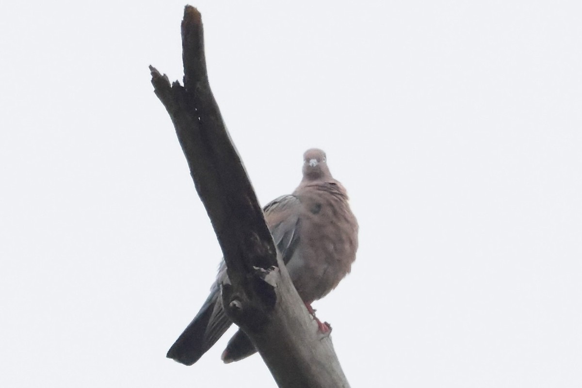 hispanioladue - ML650793029