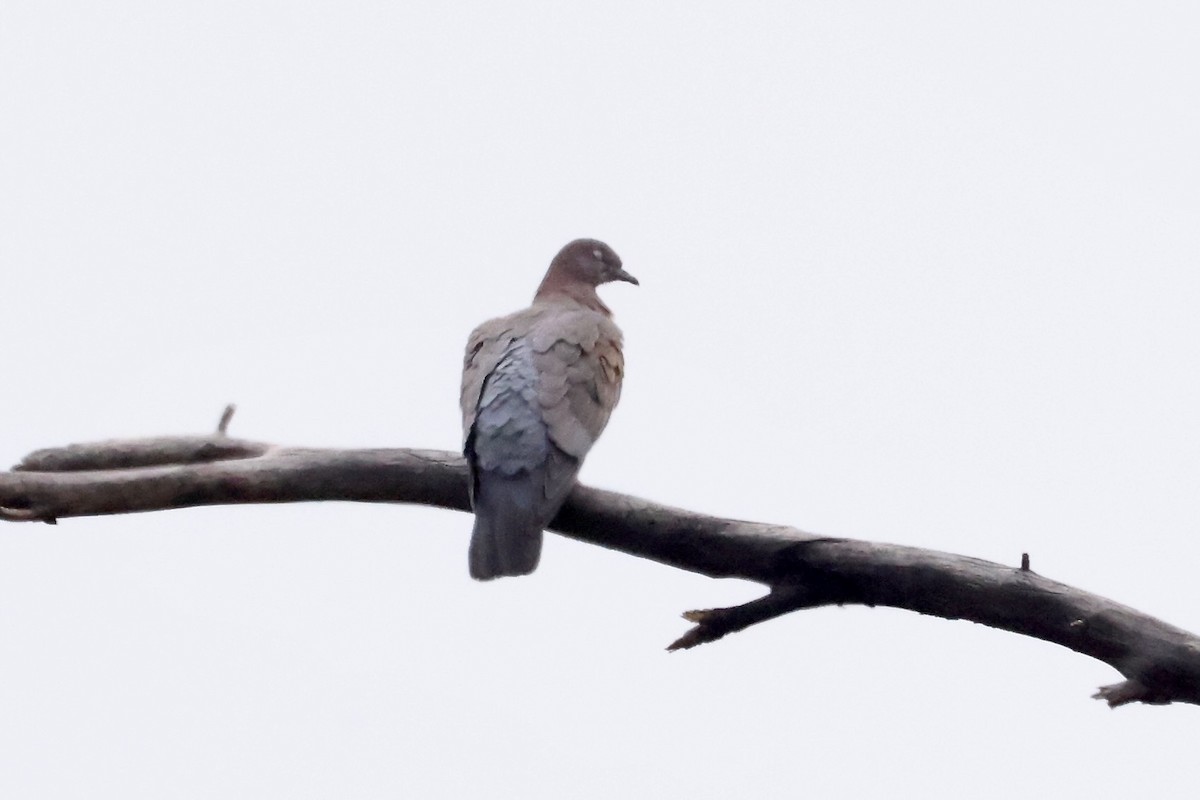 hispanioladue - ML650793030