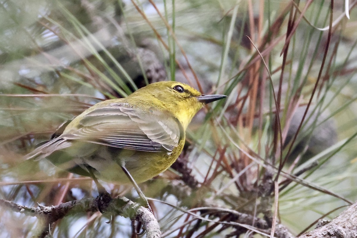 furuparula - ML650793118