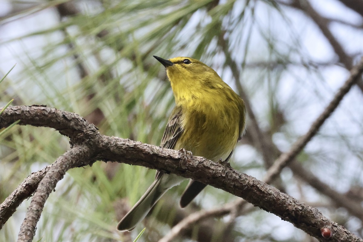 furuparula - ML650793119