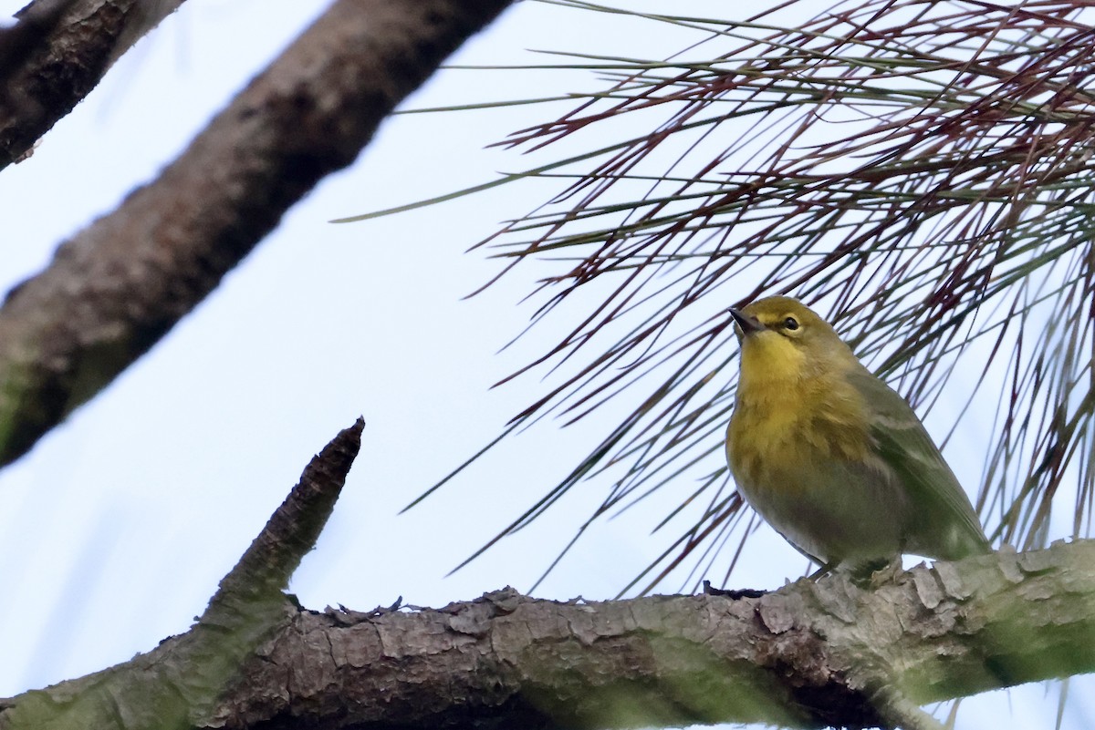 furuparula - ML650793120