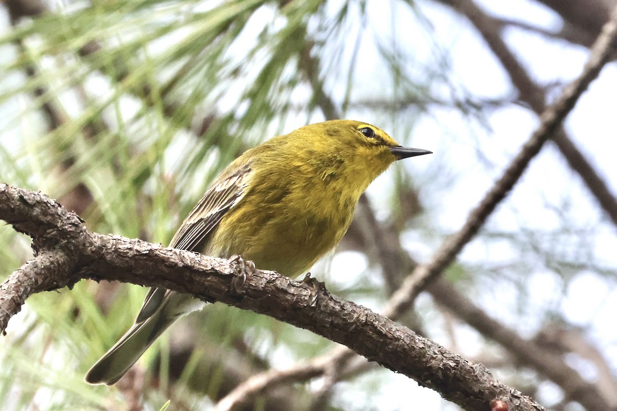 furuparula - ML650793121