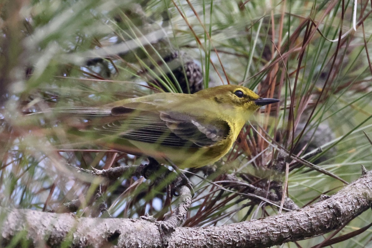 furuparula - ML650793122