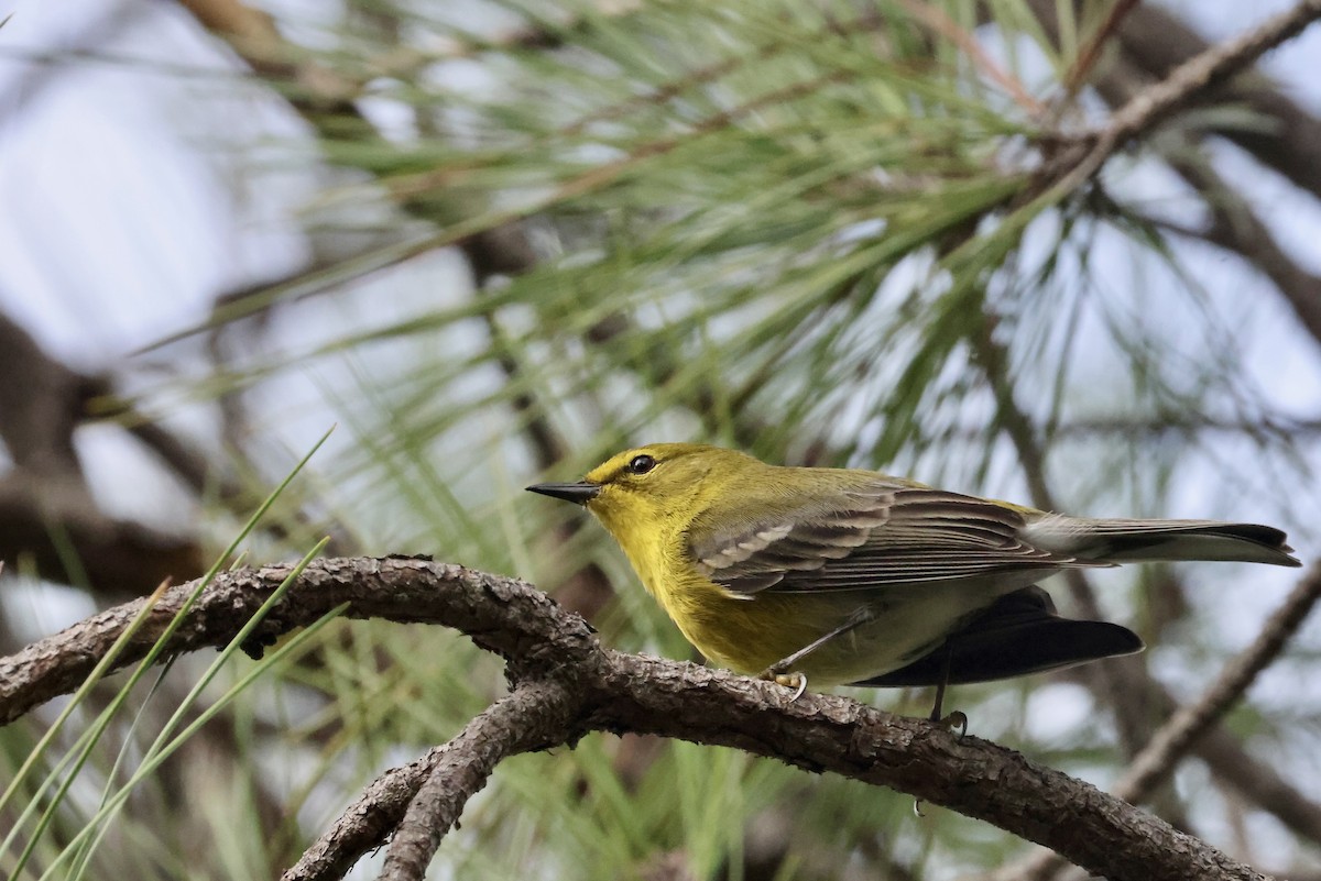 furuparula - ML650793123