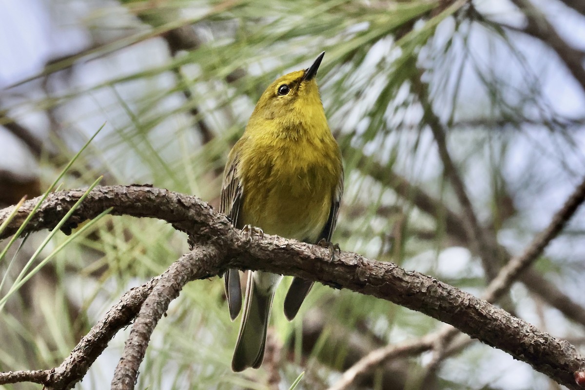 furuparula - ML650793124