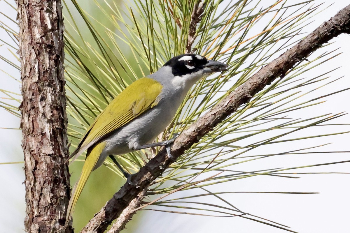 svartkronetanagar - ML650793131