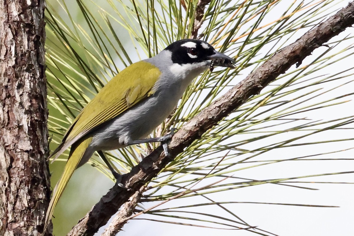 svartkronetanagar - ML650793132