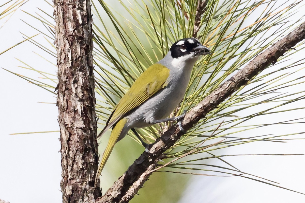 svartkronetanagar - ML650793133