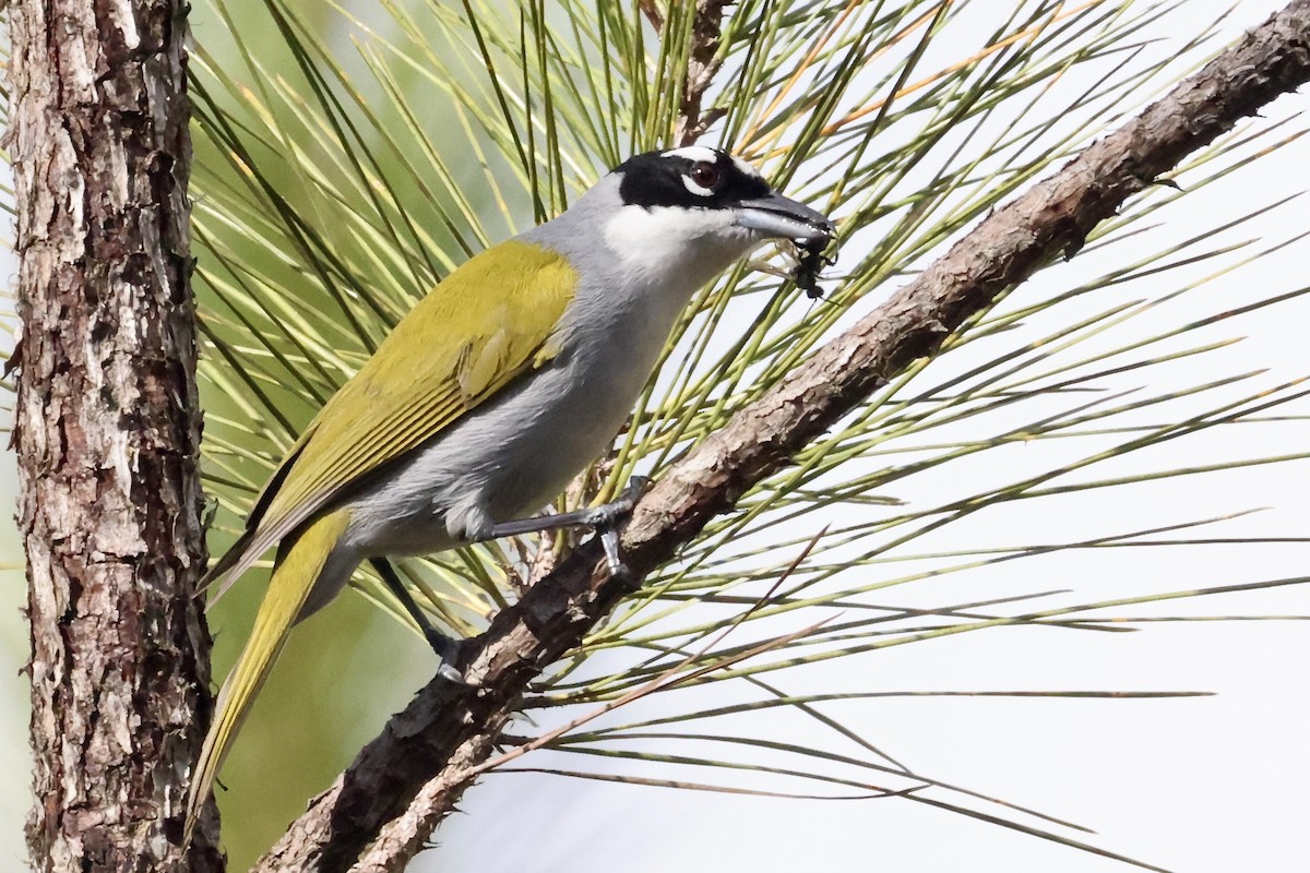 svartkronetanagar - ML650793134