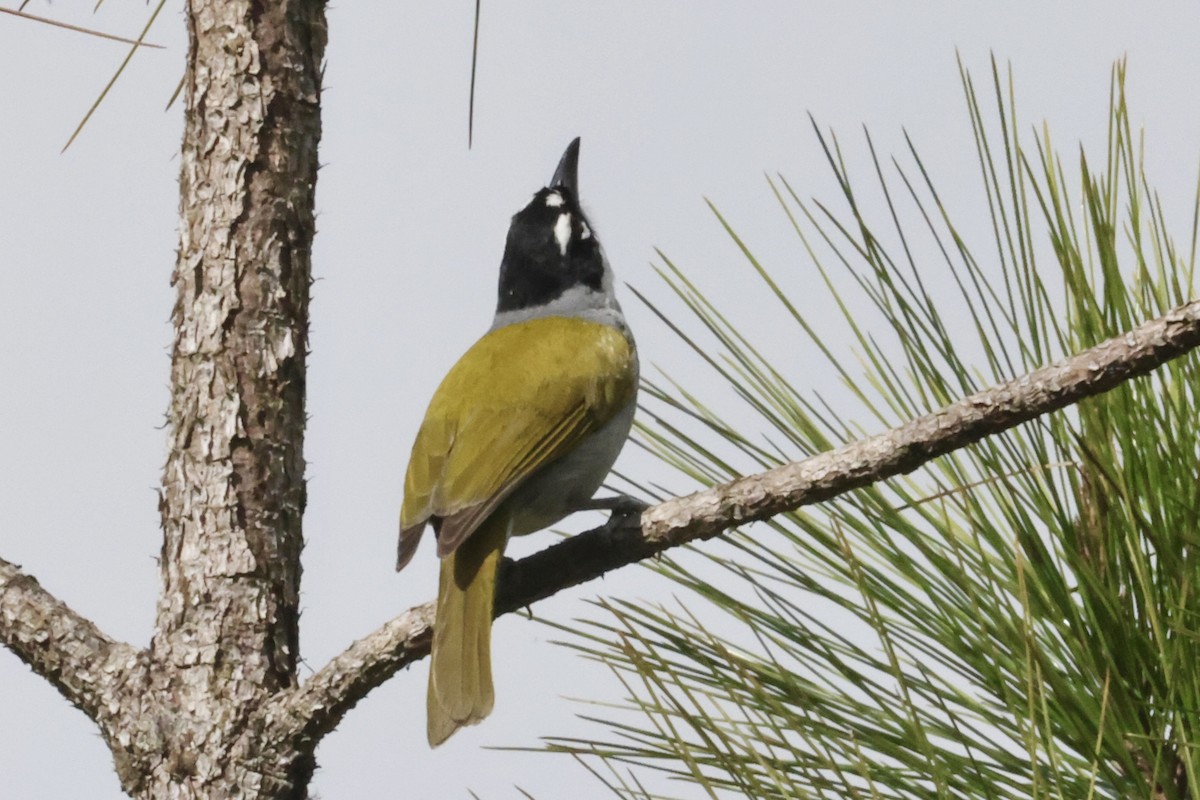 svartkronetanagar - ML650793135