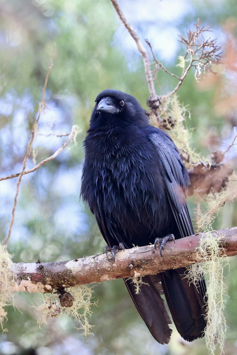 palmekråke - ML650793143