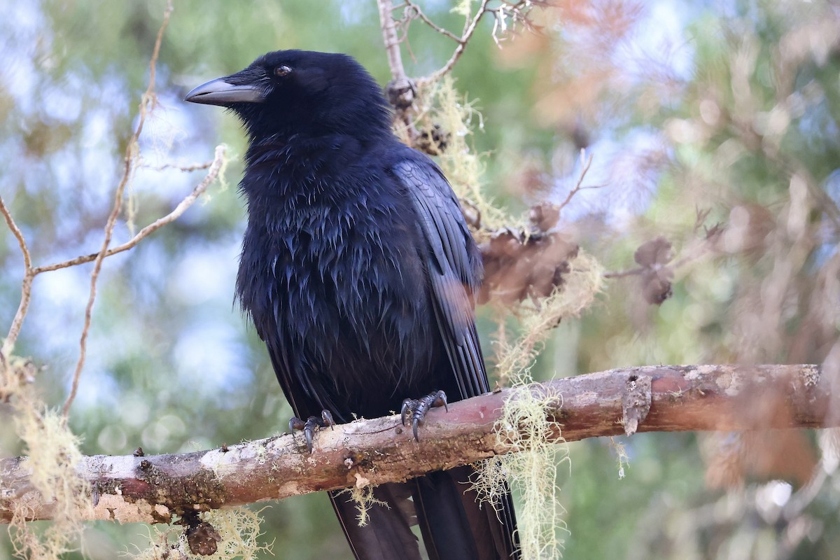 palmekråke - ML650793144