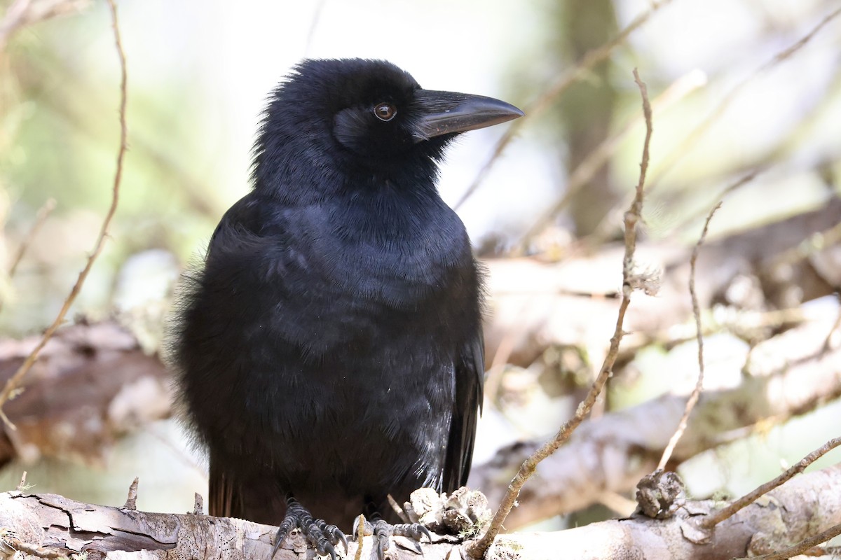 palmekråke - ML650793145