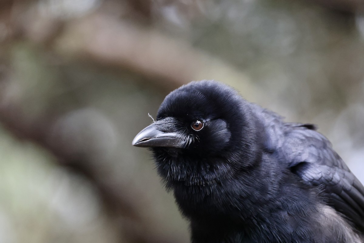 palmekråke - ML650793146