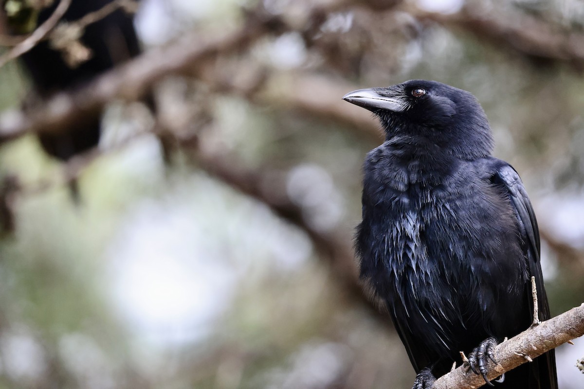 palmekråke - ML650793147