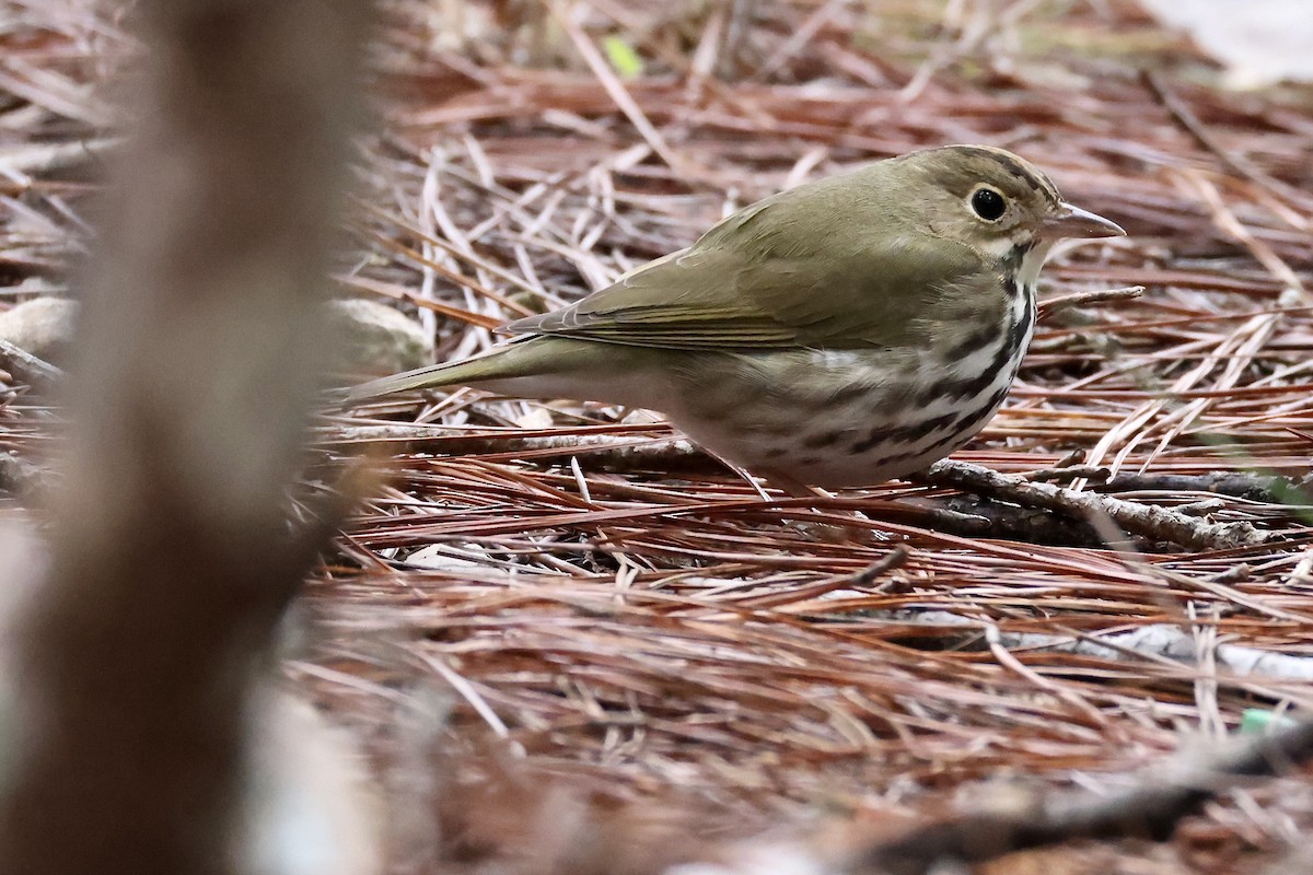 ovnparula - ML650793166