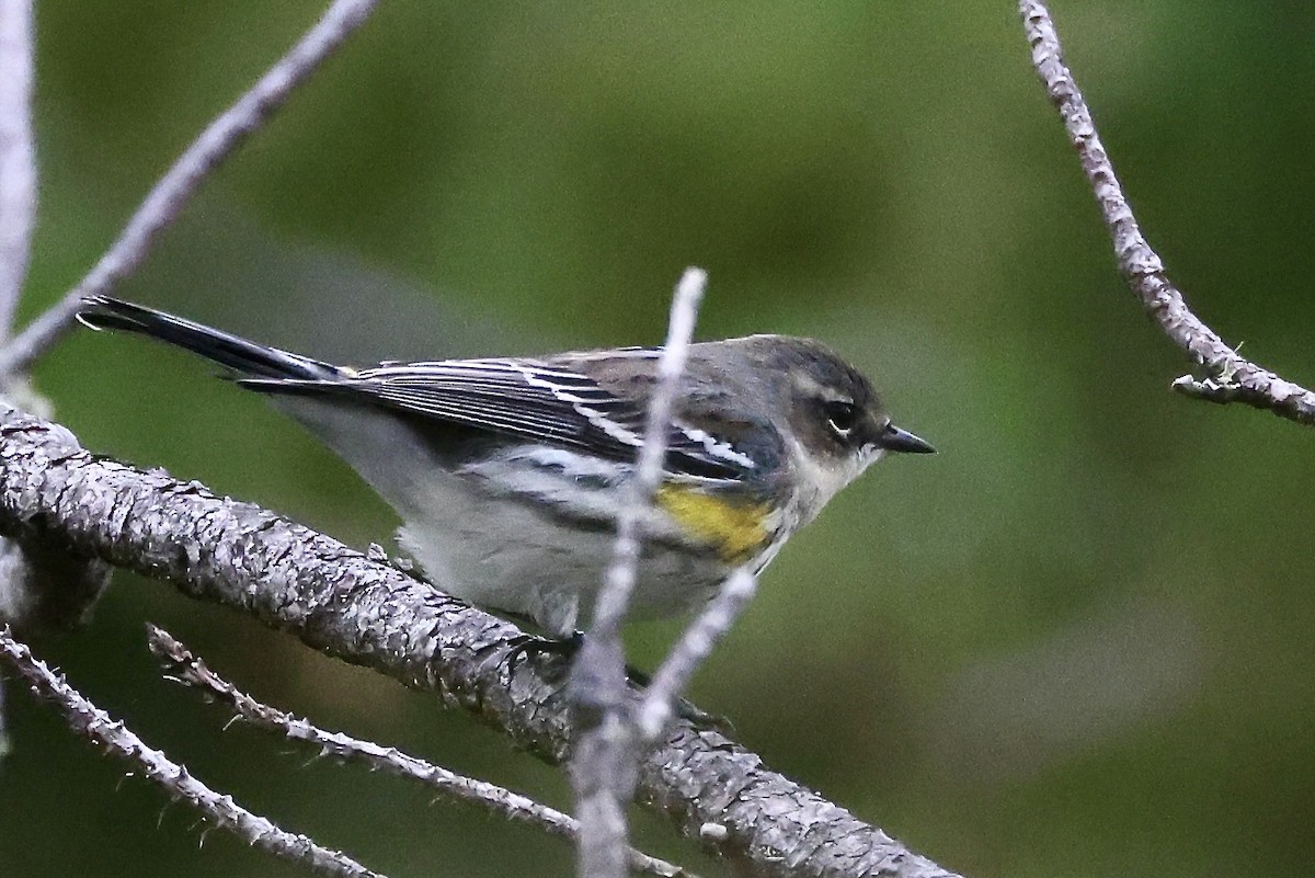 myrteparula (coronata) - ML650793314