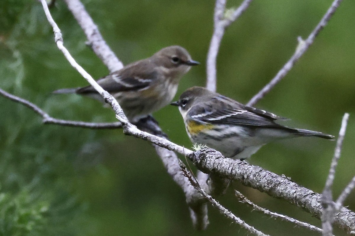 myrteparula (coronata) - ML650793315