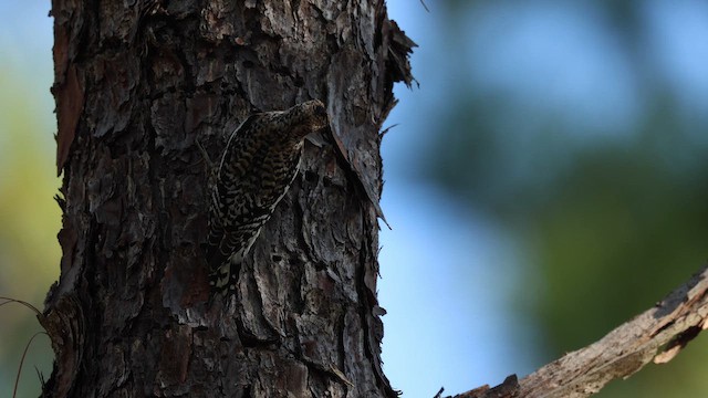 Дятел-смоктун жовточеревий - ML650793320