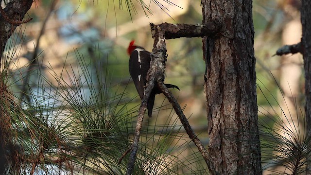 Жовна північна - ML650793335