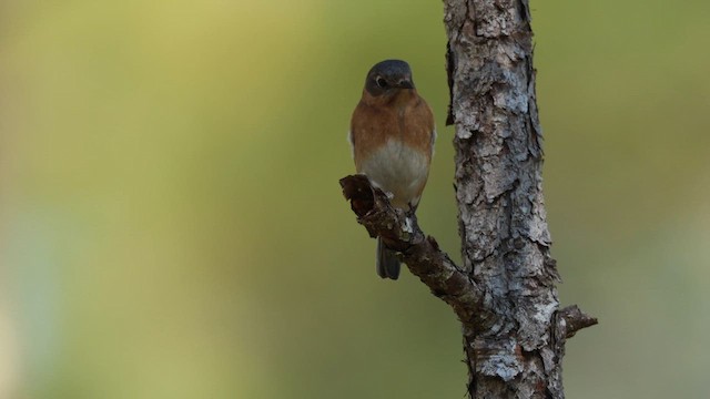 Блакитник східний - ML650793338