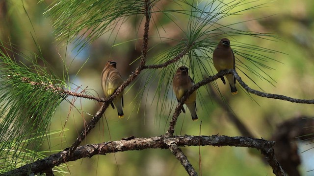 Омелюх американський - ML650793350