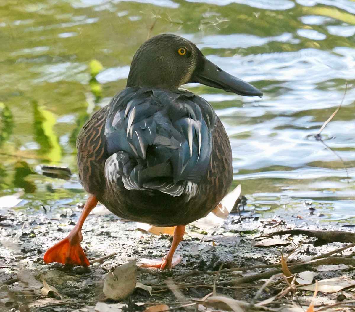 Canard bridé - ML650793501