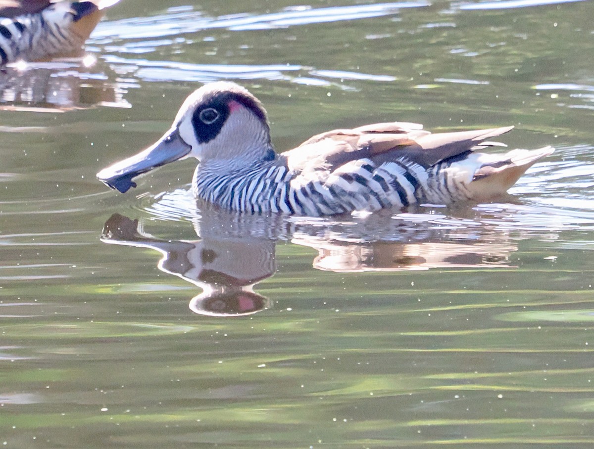 Malacorhynque à oreilles roses - ML650793528