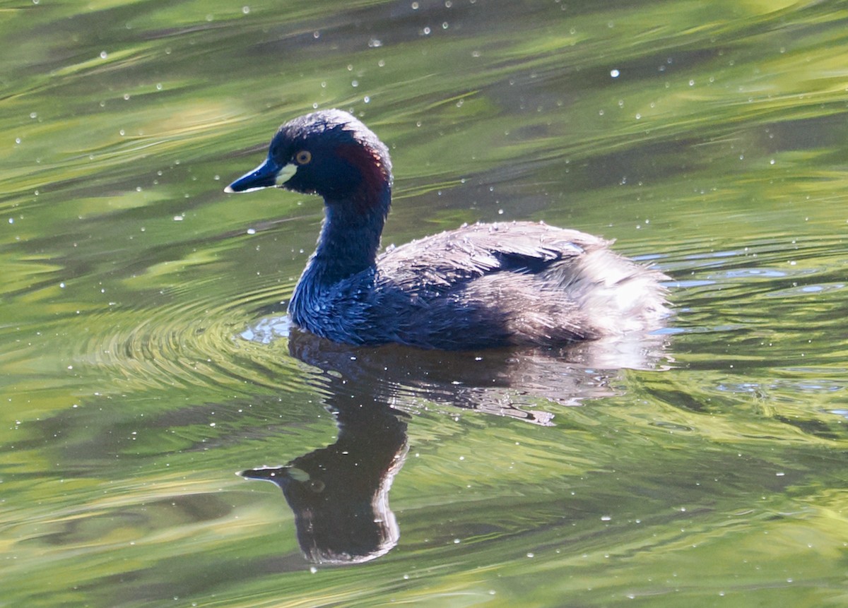 Grèbe australasien - ML650793545