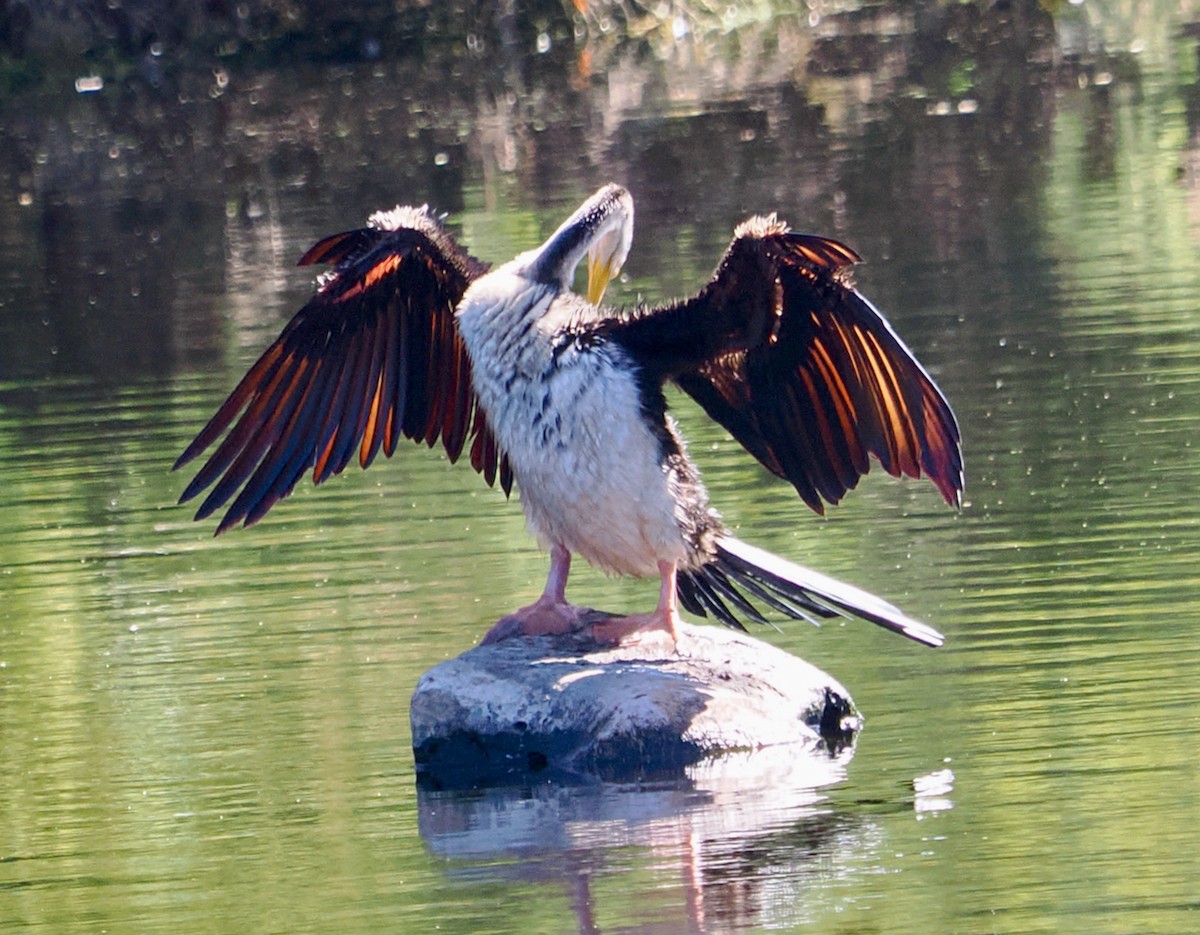 Anhinga d'Australie - ML650793549