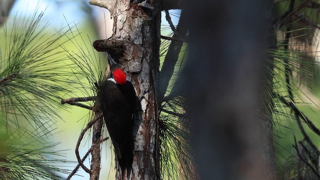Жовна північна - ML650793647