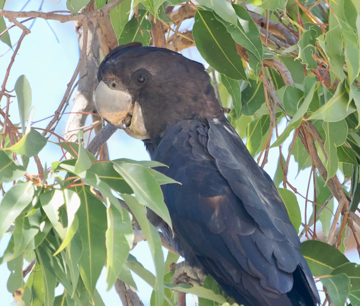 Cacatoès banksien - ML650793708