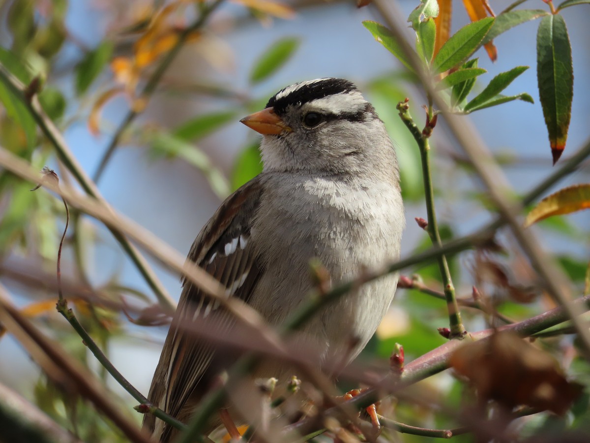 White-crowned Sparrow - ML650793747