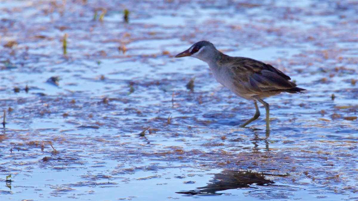 Sürmeli Yelve - ML650793795