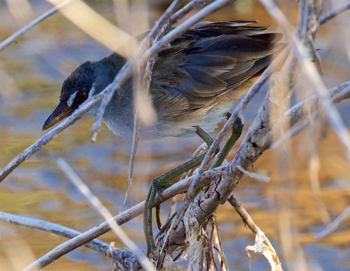 Sürmeli Yelve - ML650793797