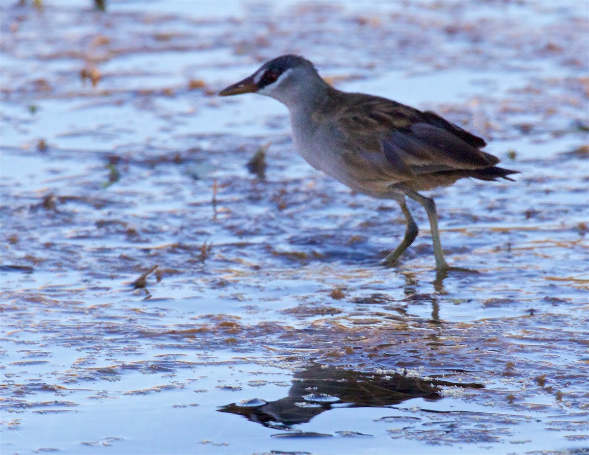 Sürmeli Yelve - ML650793798