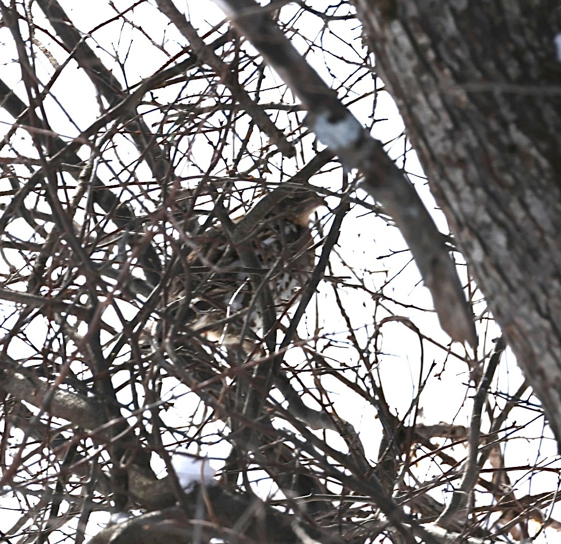 Ruffed Grouse - ML650793879