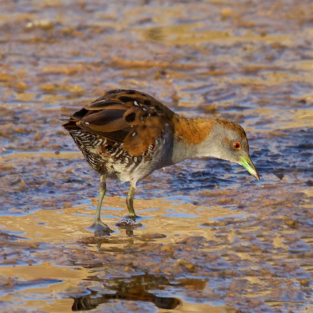 Küçük Suyelvesi - ML650793901