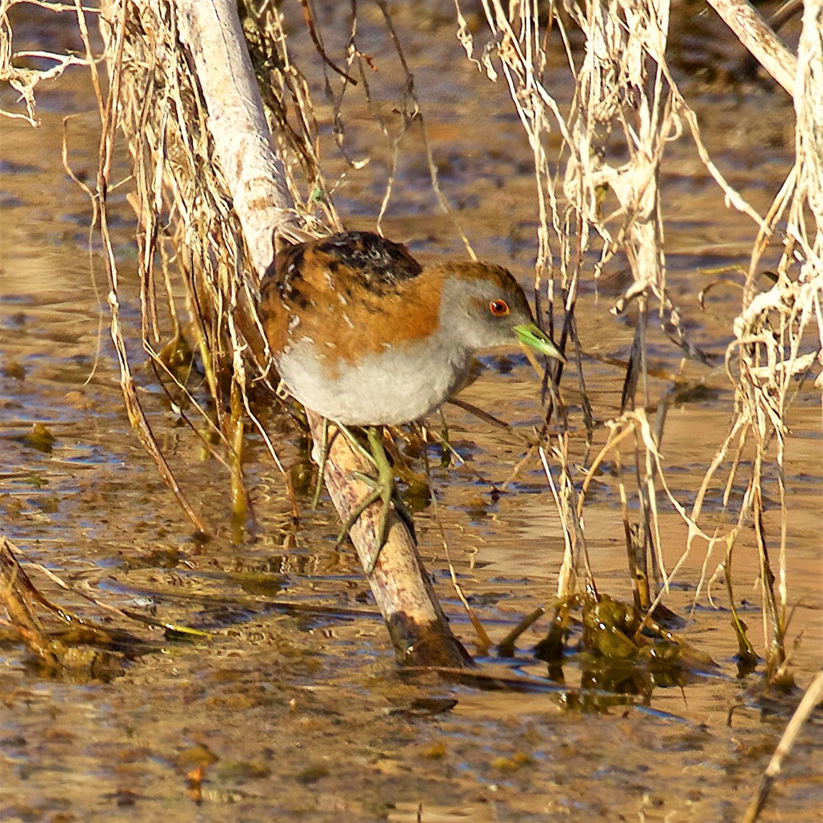 Küçük Suyelvesi - ML650793902