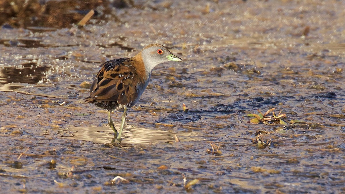 Küçük Suyelvesi - ML650793903