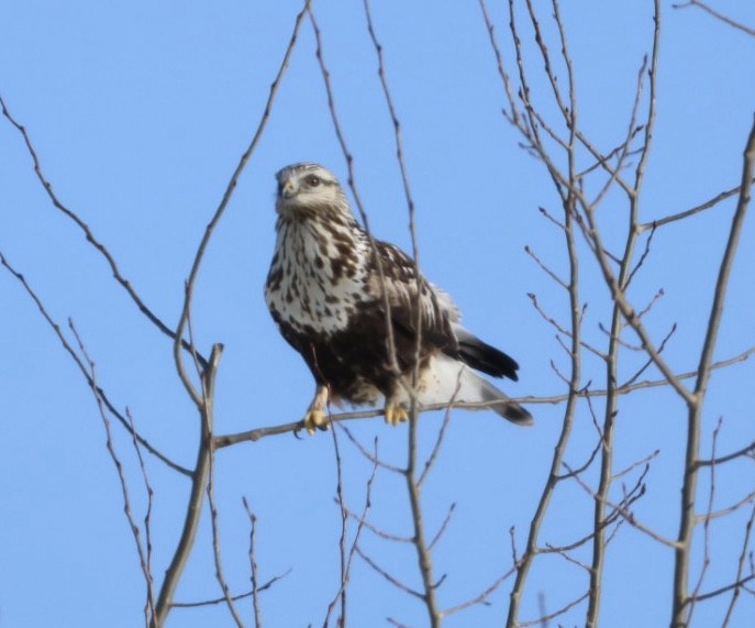 Rough-legged Hawk - ML650793914
