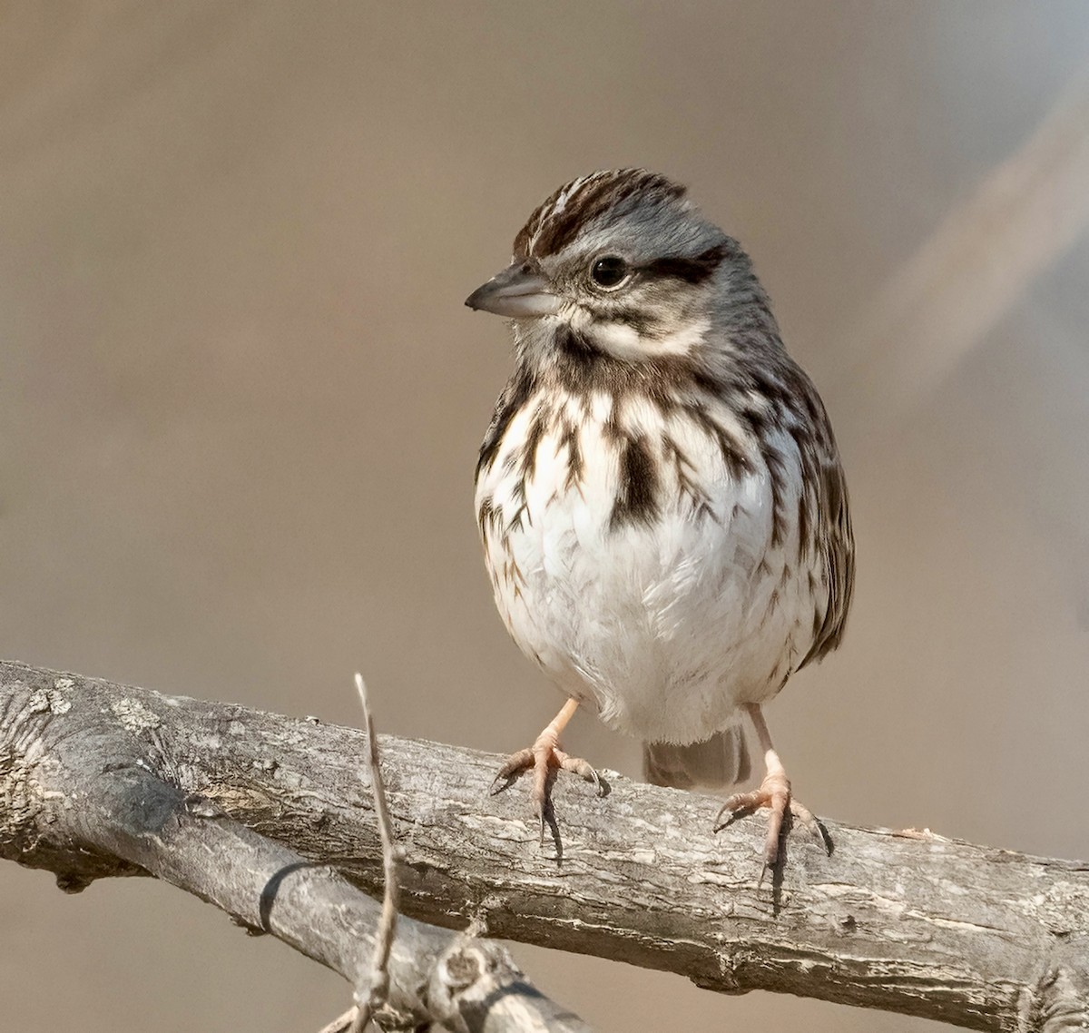 Bruant chanteur - ML650793927