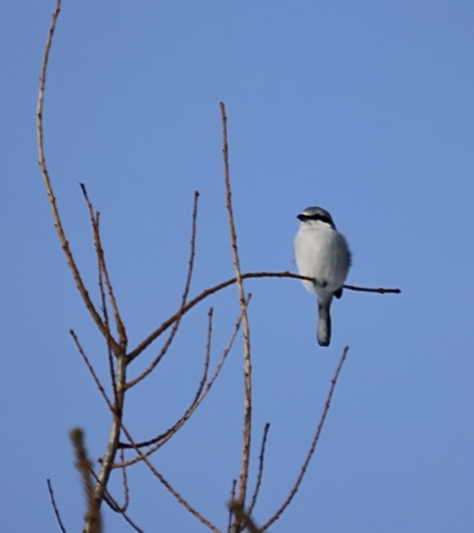 Northern Shrike - ML650793938