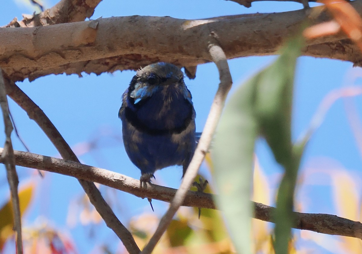 Mérion splendide - ML650793956