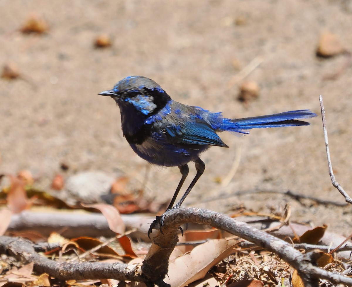 Mérion splendide - ML650793957