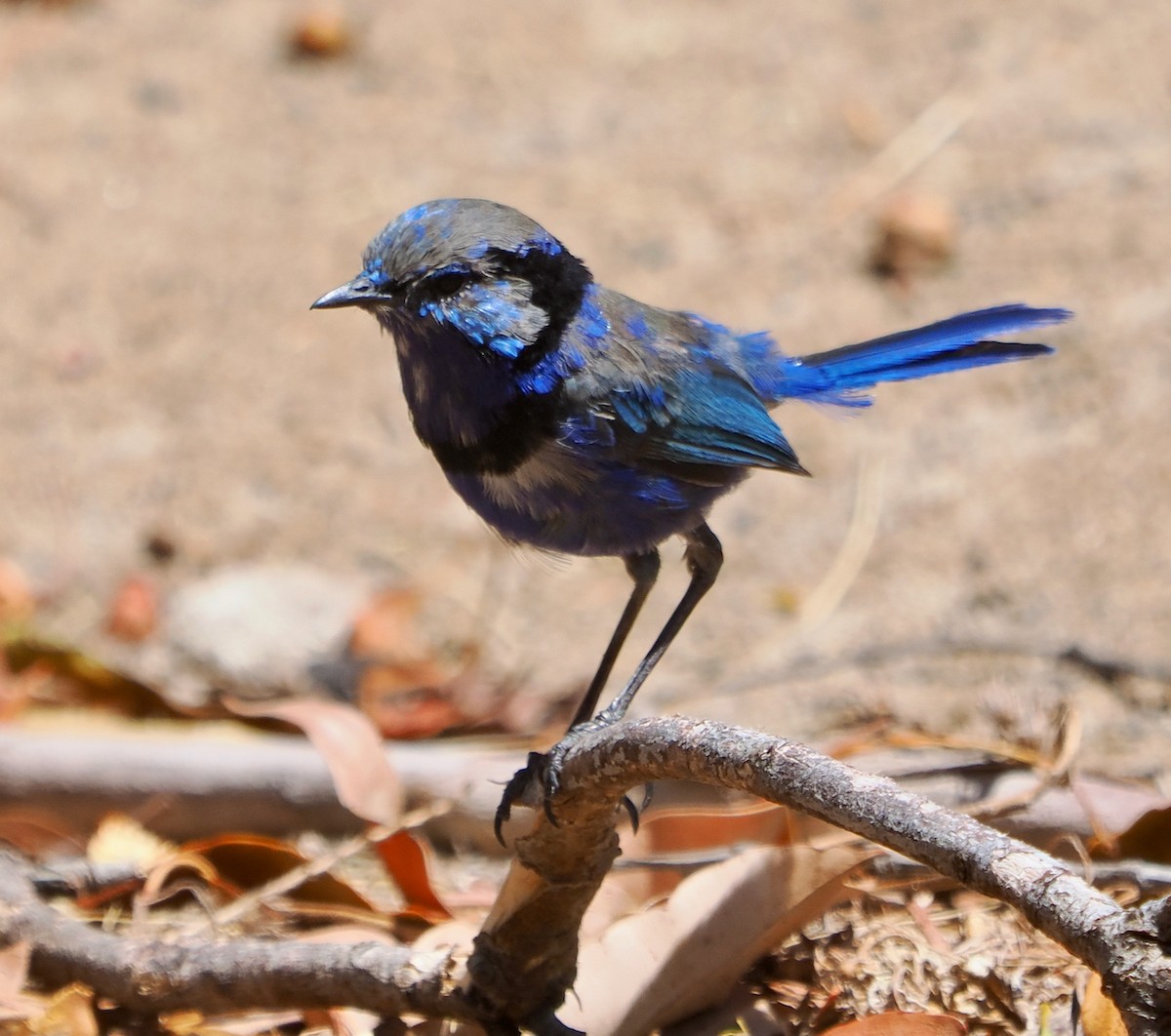 Mérion splendide - ML650793958