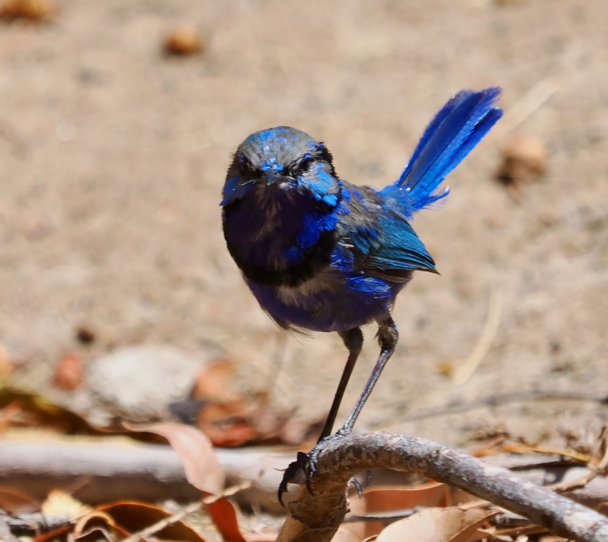 Mérion splendide - ML650793959