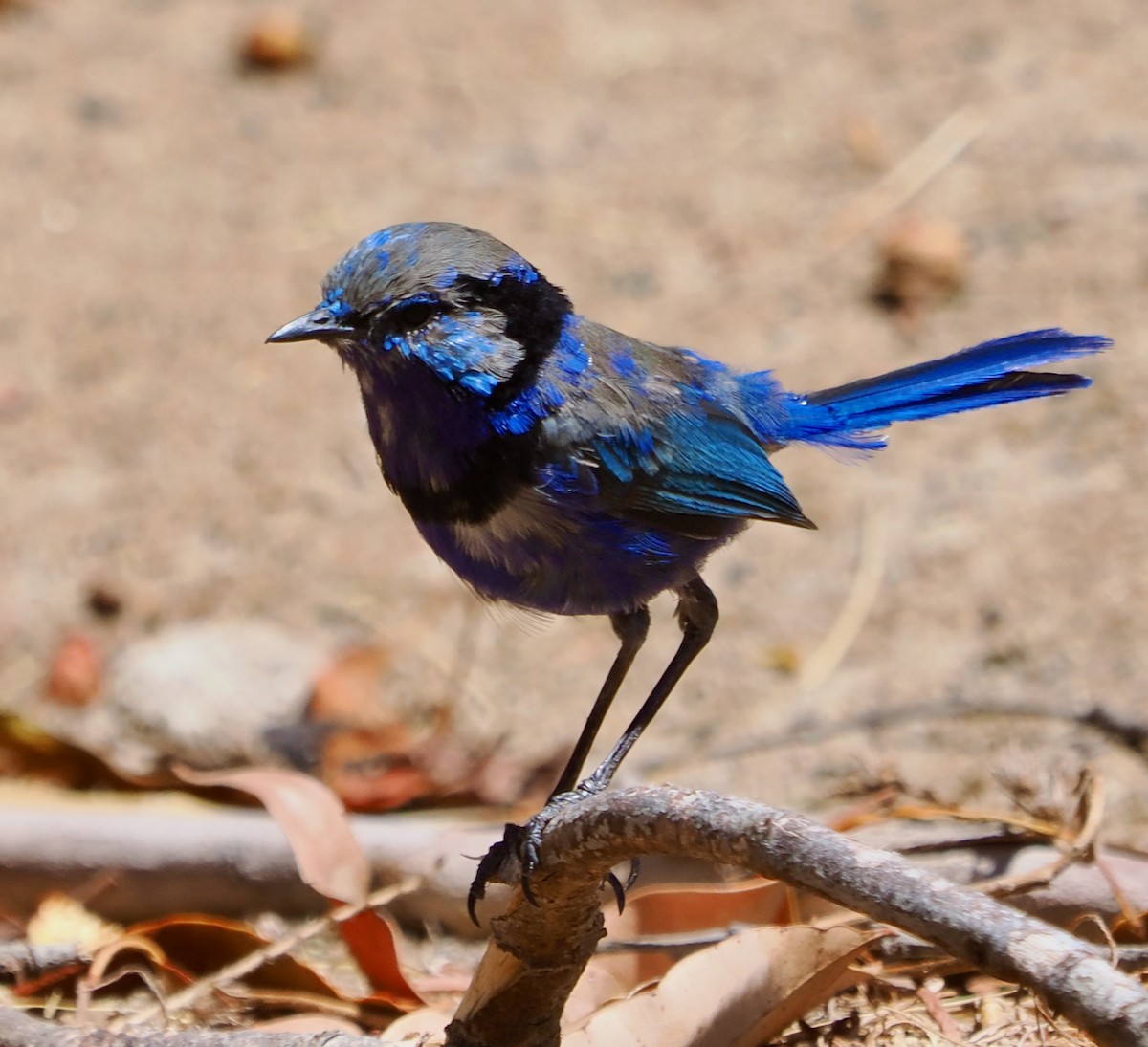 Mérion splendide - ML650793960