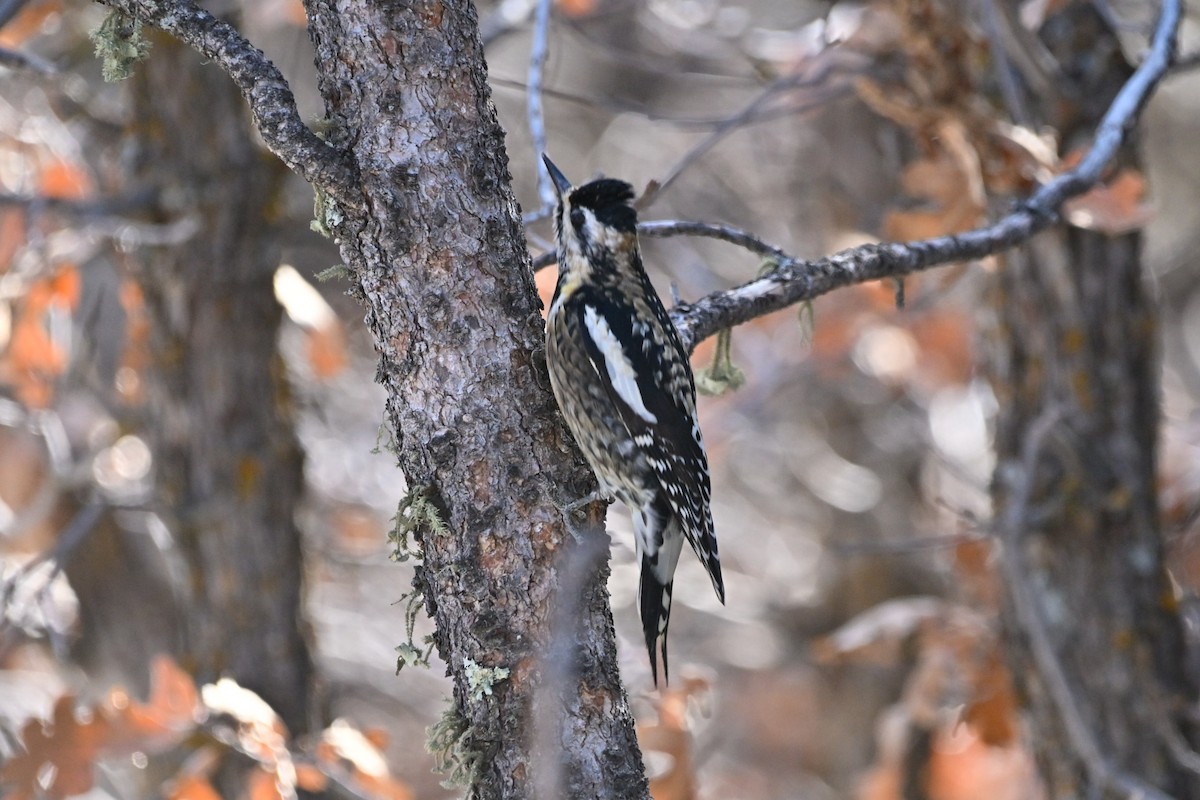 Yellow-bellied Sapsucker - ML650794045