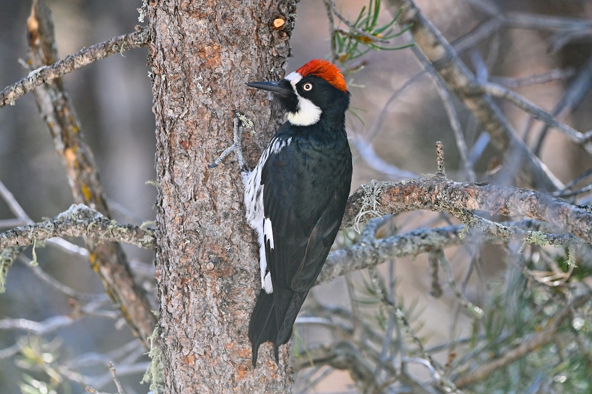 Acorn Woodpecker - ML650794070